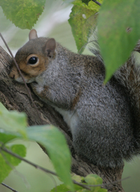 Eastern Gray Squirrel